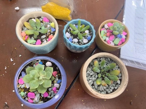 多肉研究生 多肉研究生